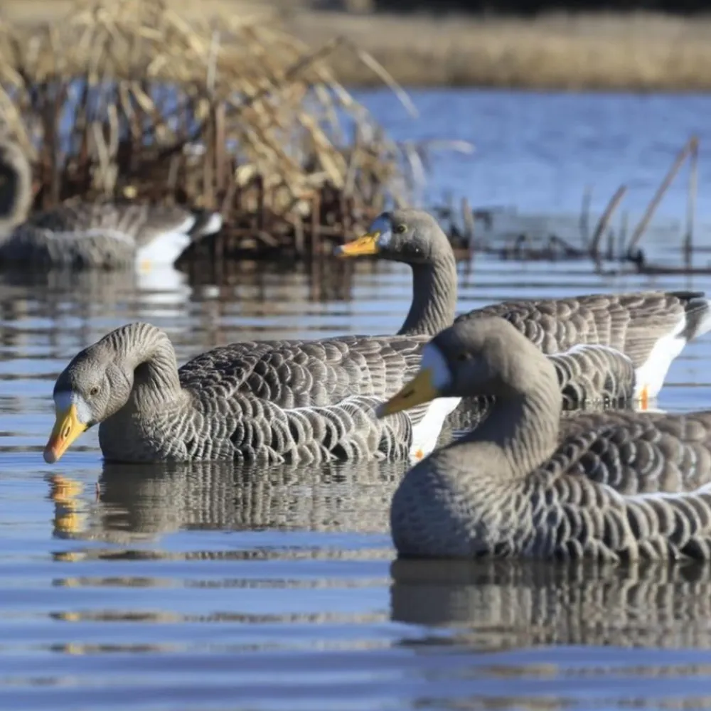 GREENHEAD APPELANT OIE RIEUSE FLOATER XD X4> Chasse Du Gibier D'Eau·Formes Et Blettes D'Oies