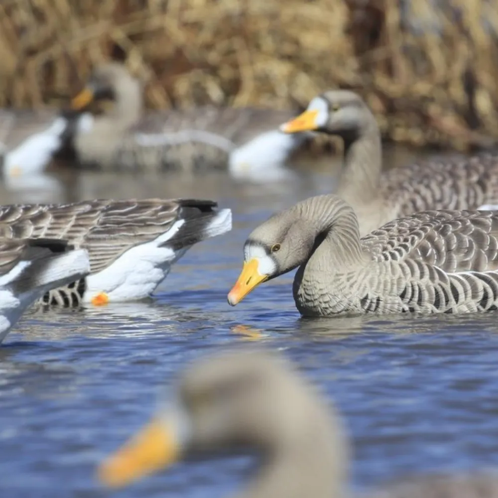 GREENHEAD APPELANT OIE RIEUSE FLOATER XD X4> Chasse Du Gibier D'Eau·Formes Et Blettes D'Oies