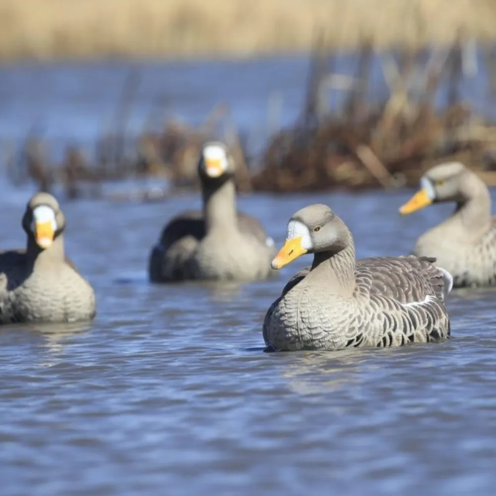 GREENHEAD APPELANT OIE RIEUSE FLOATER XD X4> Chasse Du Gibier D'Eau·Formes Et Blettes D'Oies