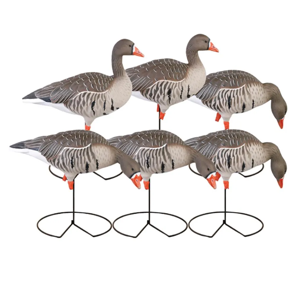 GREENHEAD APPELANT OIE RIEUSE PG SUR PIED X 6> Chasse Du Gibier D'Eau·Formes Et Blettes D'Oies