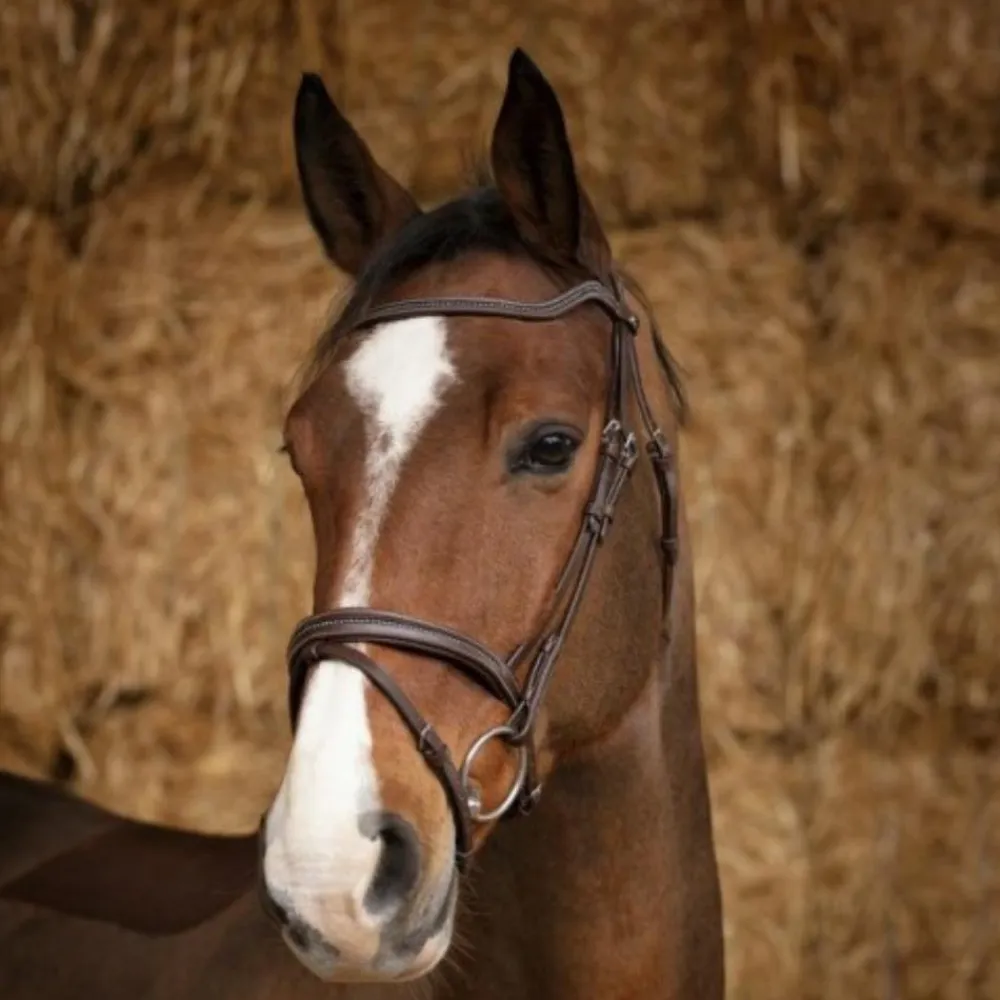 NORTON BRIDON HAVANE> Briderie·Bridons Cuir