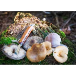 CAO COUTEAU CHAMPIGNONS ' INOX><noscript><img width=