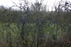 VILMORIN EPINE NOIRE POUR SOL CALCAIRE 1 KG> Plantations Et Semences·Couverts À Gibiers|Semences Et Couverts À Gibiers·Couverts À Gibiers