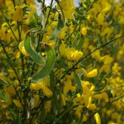 VILMORIN GENET A BALAI POUR SOL ACIDE 1KG> Plantations Et Semences·Couverts À Gibiers|Semences Et Couverts À Gibiers·Couverts À Gibiers