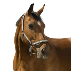 NORTON LICOL BOUCLERIE NOIRE CHEVAL> Licols Et Longes·Licols Synthétiques