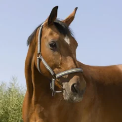 NORTON LICOL BOUCLERIE NOIRE SHETLAND> Licols Et Longes·Licols Synthétiques