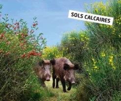 VILMORIN MELANGE SANGLIER SOL CALCAIRE 1KG><noscript><img width=