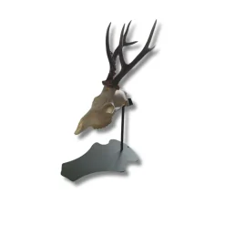 HENON SUPPORT TROPHEE PREMIUM SUR PIED CHEVREUIL> Chasse Du Grand Gibier·Accessoires Pour Trophées